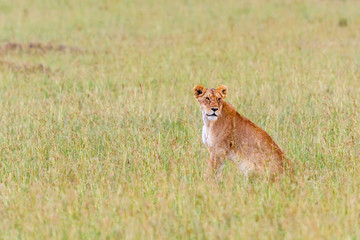 Lioness sitting in the grass and watching