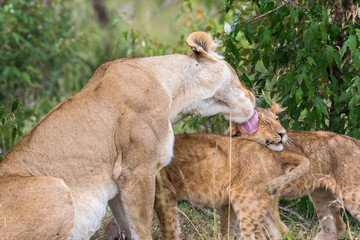 Fototapeta premium Lion cubs who gets licked by their mother