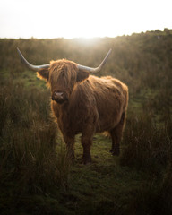 Highland Cow