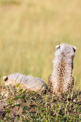 Fototapeta premium Back on Cheetah cubs with fuzzy fur