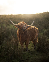 Highland Cow - obrazy, fototapety, plakaty