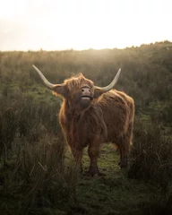 Crédence de cuisine en verre imprimé Highlander écossais Vache Highland