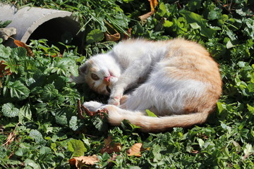 Cat sleeping
