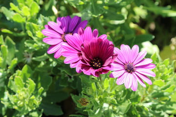 Obraz premium Spring Flowers in Moscow, year 2017