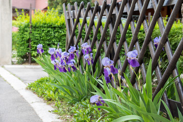 Bunch of iris flowers in front of wooden fence
