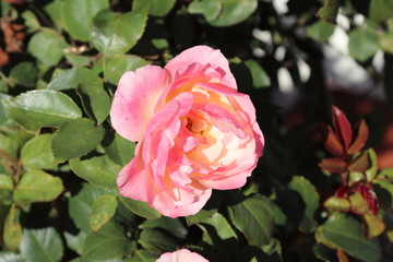 Spring Flowers in Moscow, year 2017