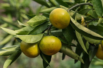 温州ミカンの実