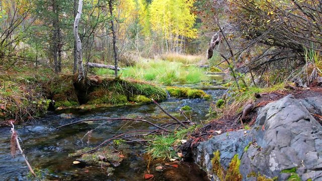 Forest creek  in Altai mountains in rainy Autumn day
