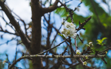 White peach flower and tree in the garden