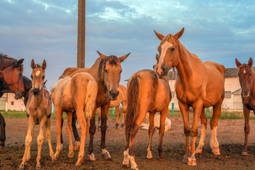 a herd of horses on the ranch 