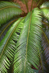 Palmier perlé de pluie en été au jardin