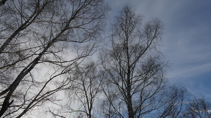 Alberi in inverno