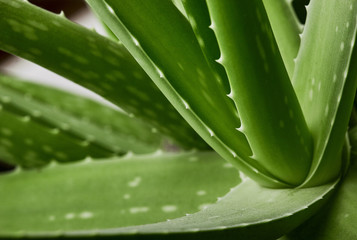 Aloe vera plant.Green background.texture of plant.Aloe texture background