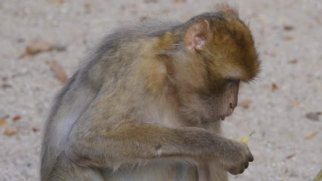 Monkey eating food
