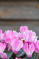 Pinke Blume vor Holz Hintergrund 