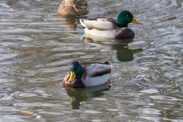 Enten
