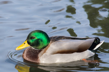 Ente im Wasser am schwimmen