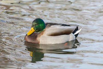 Ente im Wasser
