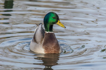Ente am schauen im Wasser