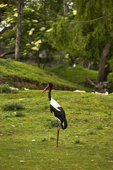 Mitteria del Senegal