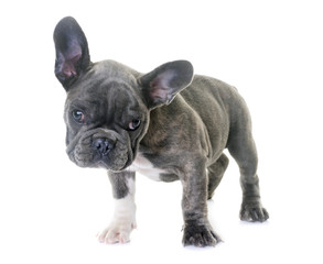 puppy french bulldog