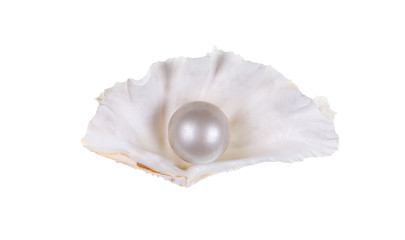 beautiful shell with a pearl
