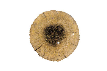 Cross section of coconut tree trunk isolated on white background. Background of top view of coconut...