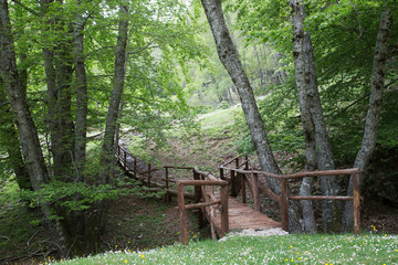 Ponte, Sentiero, Parco Nazionale del Cilento e Vallo di Diano, primavera 