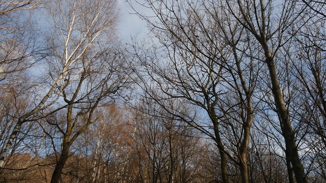 Alberi in inverno