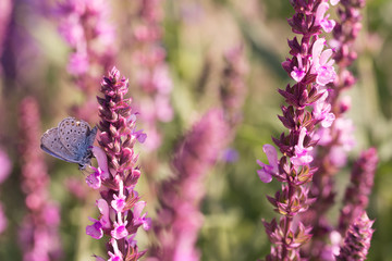 butterfly on flower wild Sage
