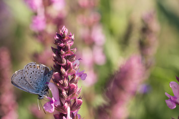 butterfly on flower wild Sage