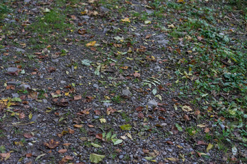 forest path in autumn with leaves