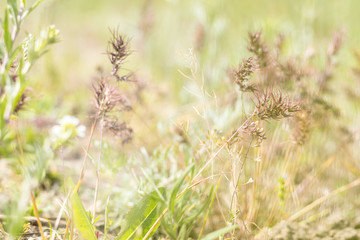 Green juicy grass in the field