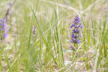 Green grass and tender blue flowers in the field