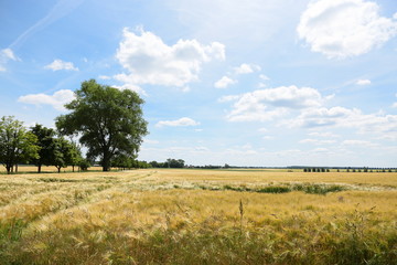 Sommerlandschaft mit Getreidefeldern