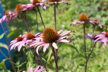 close look at colorful flowers
