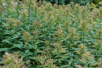 many plants bush close up background texture