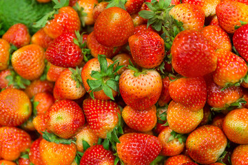 Soft focus  background from freshly harvested strawberries