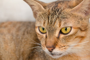Brown cat with yellow eyes and a crescent of black eyes are looking.