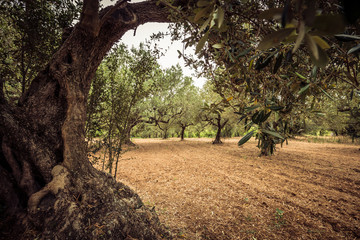 Olive trees. Agriculture