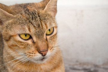 Brown cat with yellow eyes and a crescent of black eyes are looking.