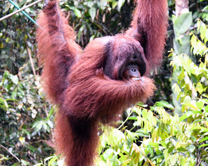 Semmenggoh Orang Utan Sanctuary