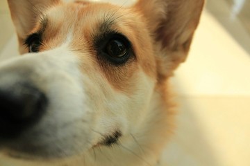 Cute close-up dog