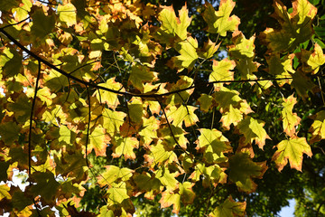 Erable au lever du soleil au jardin