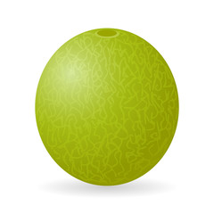 Vector illustration of cantaloupe melon isolated on white background