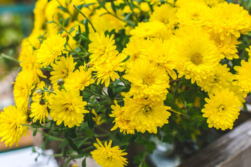 Chrysanthemums 2