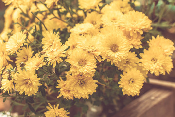 Chrysanthemums