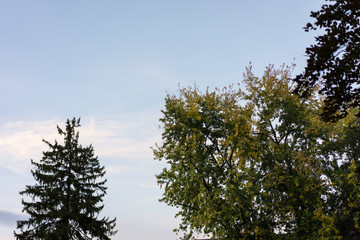 sky going down in autumn with tree in foreground