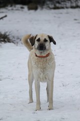 Kangal Portrait im Schnee