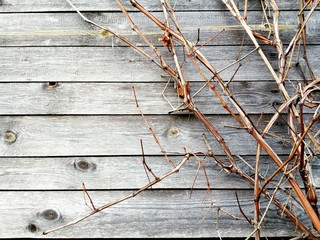 Amazing gray wooden texture with autumn grape branches, natural veins background